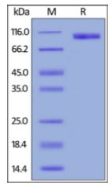 SDS PAGE (CD276-303H).jpg